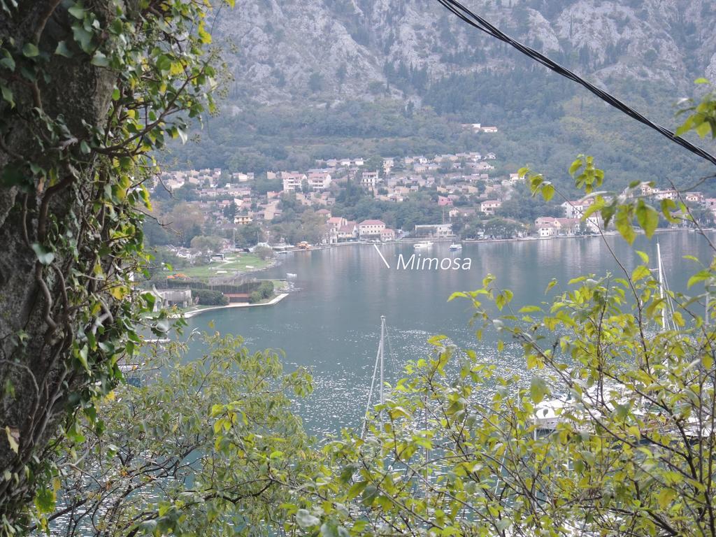Apartment Mimosa Kotor Pokój zdjęcie